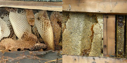Beehive / Colony Cutout